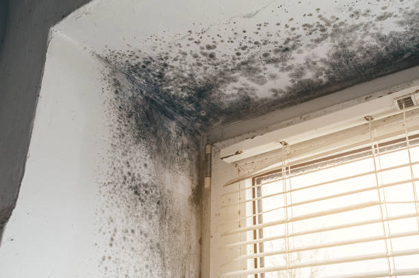 Affordable Mold Inspection And Testing solutions in Boiling Springs, NC